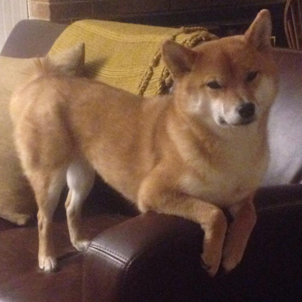 中国篮球联赛赛程优化对球队竞技状态及观众体验的影响，中国篮球的问题及解决方案