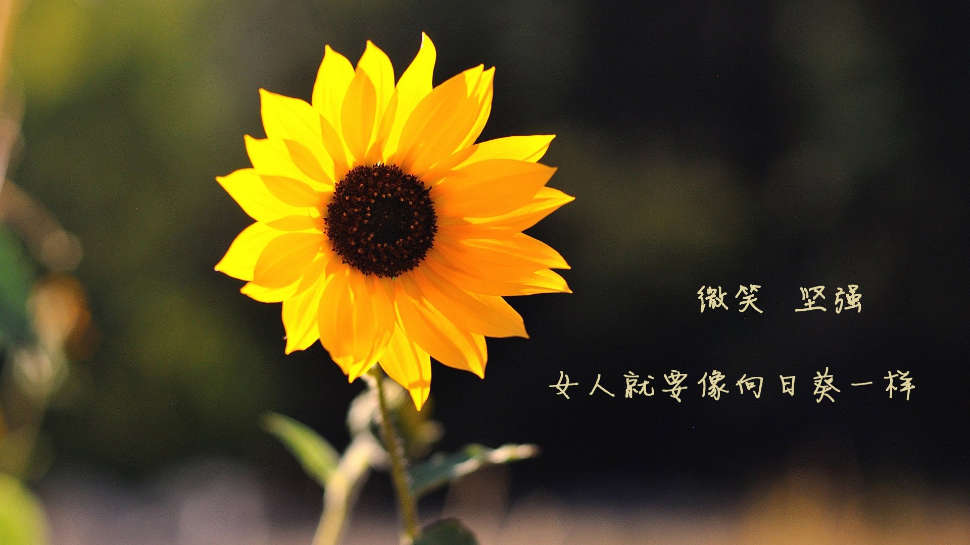 仰泳赛道摩纳哥选手节奏精准,摩纳哥泳池