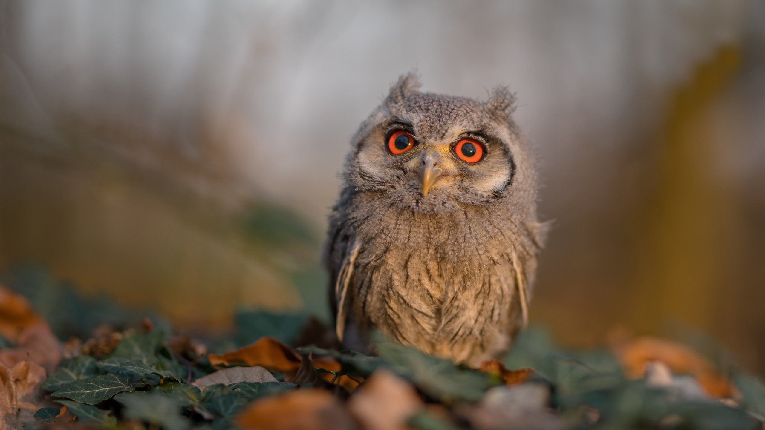 恩多比·恩乔:南非队中不可替代的战术中心,帮助球队全面进攻