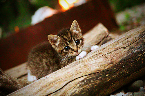 托里·哈斯克展现强大爆发力，哈里斯托克曼发表的