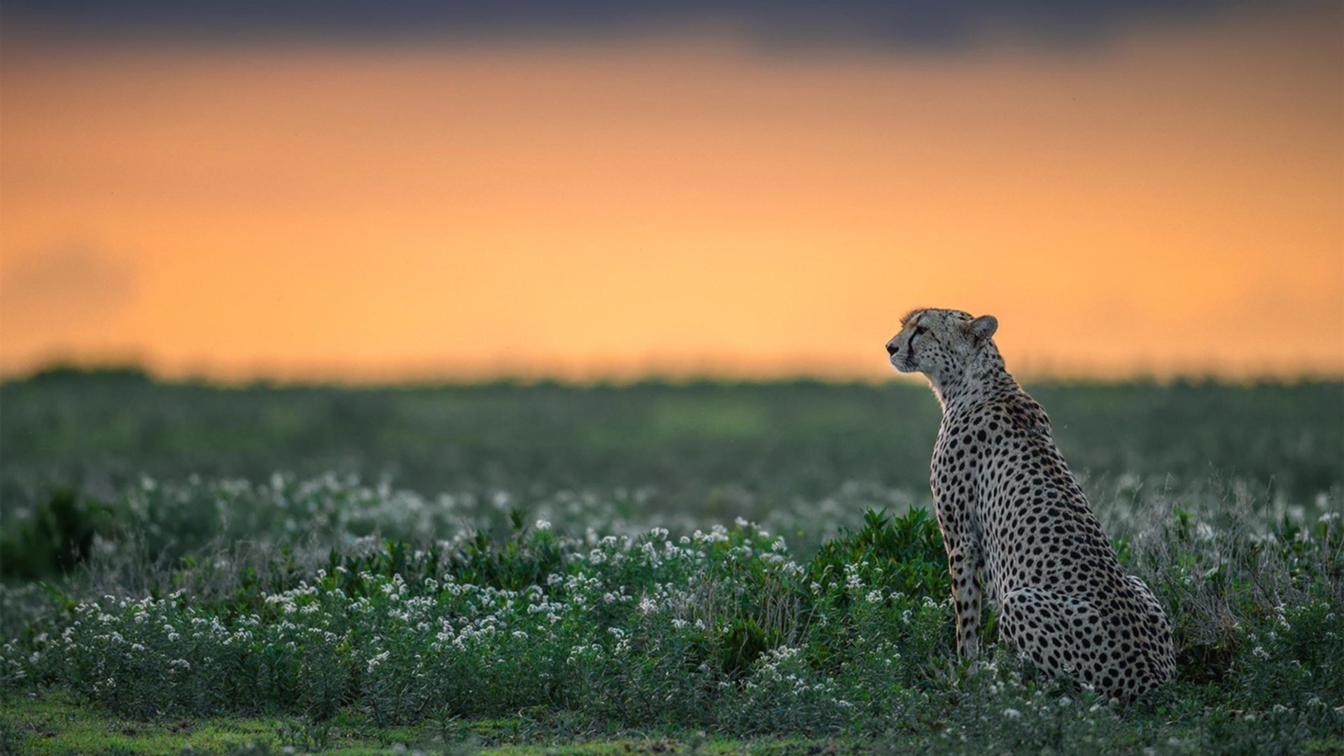 日本队在亚洲赛场持续发力，争取佳绩