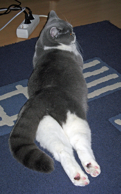 极限滑雪公开赛吸引世界顶级选手参赛,极限滑雪大神