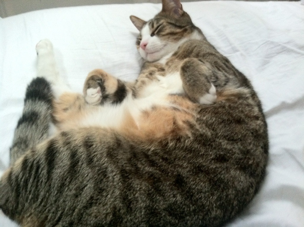 泽维尔男篮在非洲锦标赛中展现强大实力,期待更佳表现