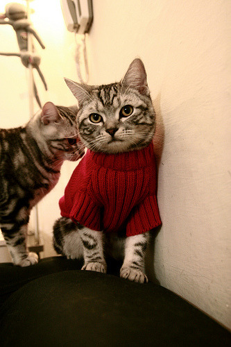 跳水稳定输出突尼斯勇夺积分,跳水巅峰