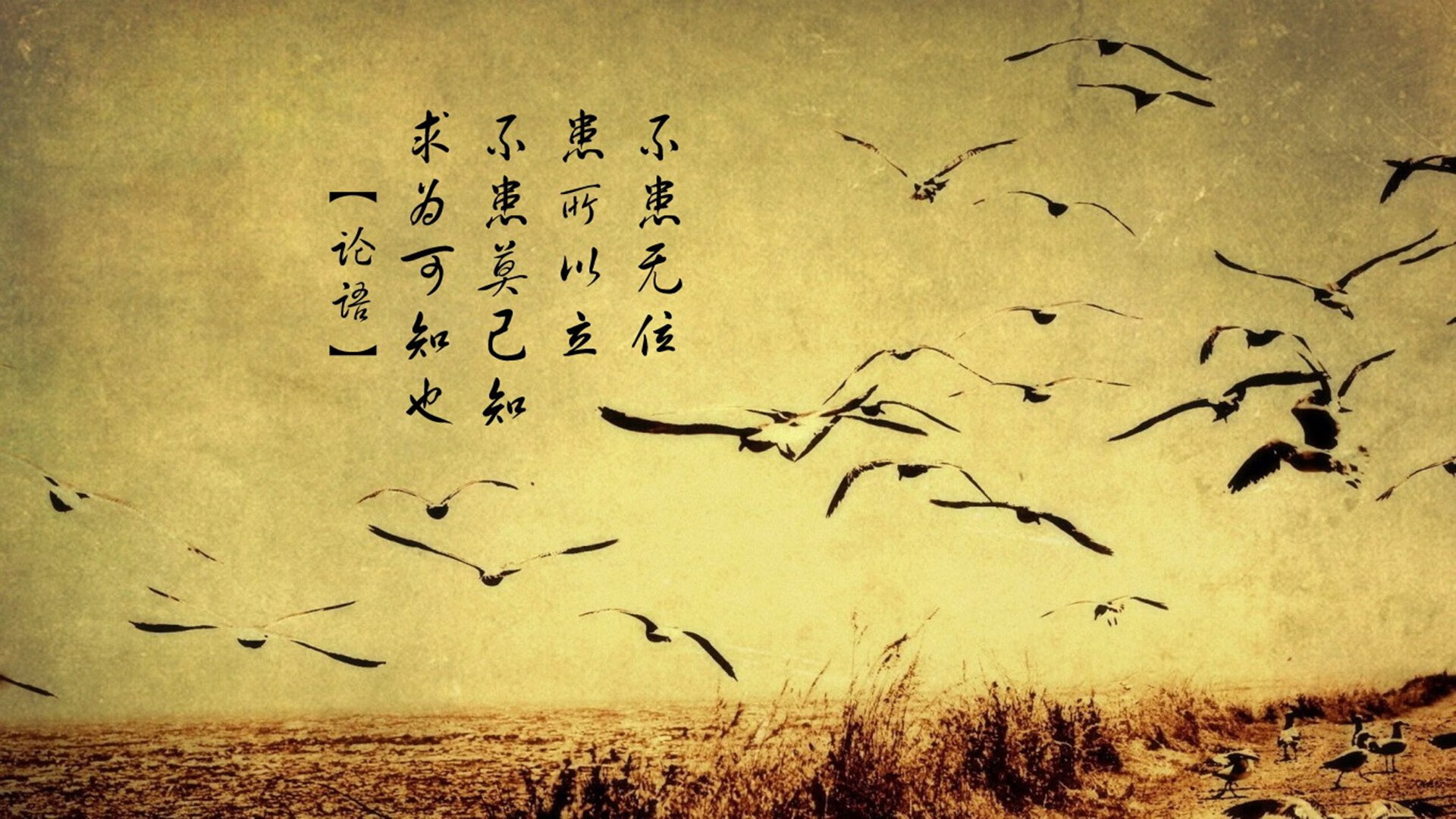 九游娱乐中心-麦克沃伊50米蝶泳引爆全球泳坛，麦克沃德